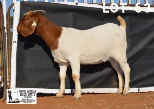 WITHDRAWN - 1X BOER GOAT DOE DOME AFRICA BOERGOAT STUD