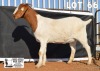 WITHDRAWN - 1X BOER GOAT DOE DOME AFRICA BOERGOAT STUD