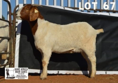 1X BOER GOAT FLOCK DOE DOME AFRICA BOERGOAT STUD