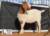 1X BOER GOAT FLOCK DOE DOME AFRICA BOERGOAT STUD