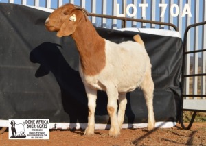 1X BOER GOAT FLOCK DOE DOME AFRICA BOERGOAT STUD