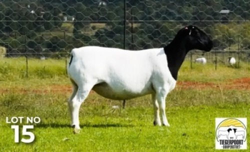 LOT 115 1 X DORPER OOI/EWE Tiegerpoort Dorper Stoet STOET