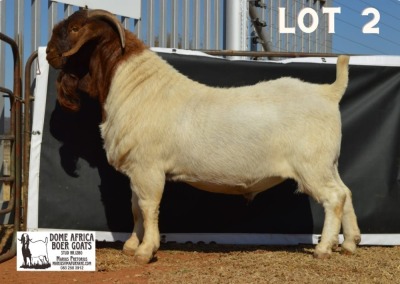 WITHDRAWN - 1X BOER GOAT BUCK DOME AFRICA BOERGOAT STUD