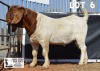 1X BOER GOAT STUD BUCK DOME AFRICA BOERGOAT STUD