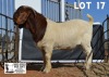 1X BOER GOAT FLOCK BUCK DOME AFRICA BOERGOAT STUD