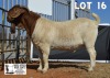 1X BOER GOAT FLOCK BUCK DOME AFRICA BOERGOAT STUD