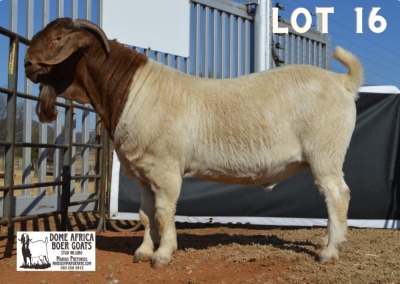 1X BOER GOAT FLOCK BUCK DOME AFRICA BOERGOAT STUD