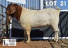 1X BOER GOAT BUCK DOME AFRICA BOERGOAT STUD