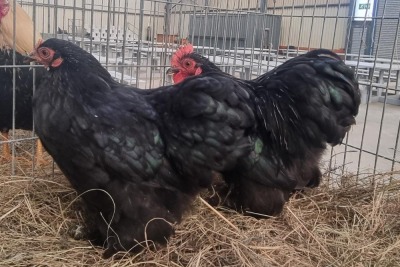 2X CHICKENS M+F LIVESTOCK 88 84 (PTY) LTD. / PW VAN HEERDEN (Pay per Animal)