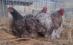 2X CHICKENS M+F LIVESTOCK 88 84 (PTY) LTD. / PW VAN HEERDEN (Pay per Animal)