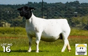 LOT 116 1 X DORPER OOI/EWE Tiegerpoort Dorper Stoet T5