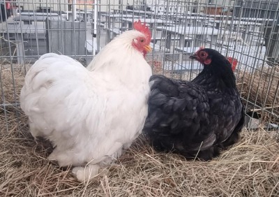 2X CHICKENS M+F LIVESTOCK 88 84 (PTY) LTD. / PW VAN HEERDEN (Pay per Animal)