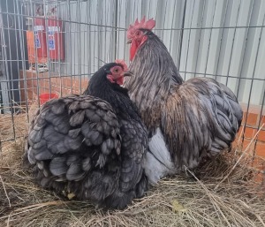 2X CHICKENS M+F LIVESTOCK 88 84 (PTY) LTD. / PW VAN HEERDEN (Pay per Animal)