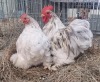 2X CHICKENS M+F LIVESTOCK 88 84 (PTY) LTD. / PW VAN HEERDEN (Pay per Animal)