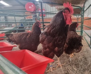 2X CHICKENS M+F WILMEG / WILLEM VAN HEERDEN (Pay per Animal)