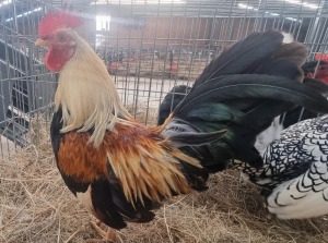 1X CHICKENS M LIVESTOCK 88 84 (PTY) LTD. / PW VAN HEERDEN (Pay per Animal)