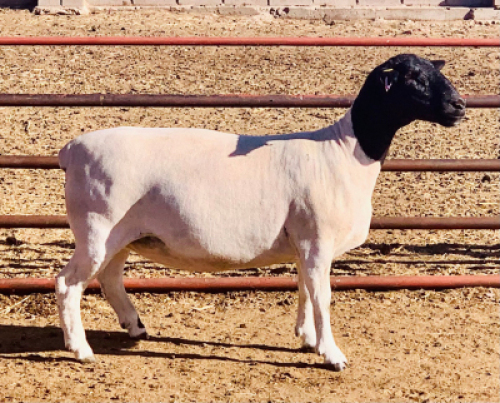 LOT 113 1 X DORPER OOI/EWE KOWIE DE WITT DORPERS STOET/STUD