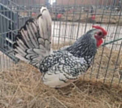 1X CHICKENS M WILMEG / WILLEM VAN HEERDEN (Pay per Animal)