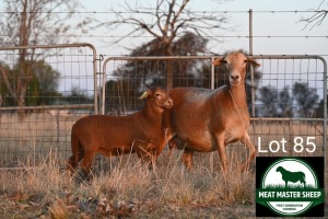 1+1X MEATMASTER EWE + LAMB FGF BOERDERY