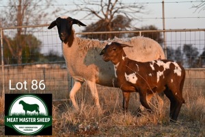 1+1X MEATMASTER EWE + LAMB FGF BOERDERY