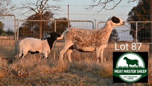 1+1X MEATMASTER EWE + LAMB FGF BOERDERY