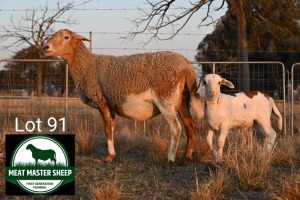 1+1X MEATMASTER EWE + LAMB FGF BOERDERY