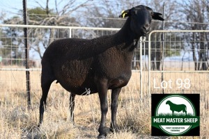 1X MEATMASTER EWE FGF BOERDERY