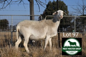 1X MEATMASTER Pregnant EWE FGF BOERDERY