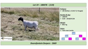 LOT 119 1 X DORPER OOI/EWE DOORNFONTEIN DORPERS T5