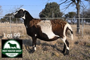 1X MEATMASTER Pregnant EWE FGF BOERDERY