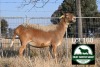 1X MEATMASTER Pregnant EWE FGF BOERDERY