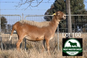 1X MEATMASTER Pregnant EWE FGF BOERDERY