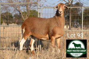 1X MEATMASTER EWE FGF BOERDERY