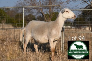 1X MEATMASTER EWE FGF BOERDERY