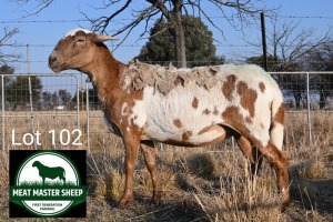 1X MEATMASTER EWE FGF BOERDERY