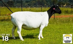 LOT 118 1 X DORPER OOI/EWE Tiegerpoort Dorper Stoet T5