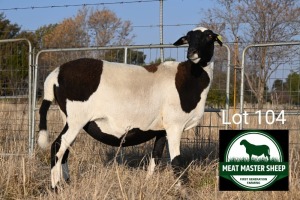 1X MEATMASTER Pregnant EWE FGF BOERDERY