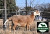 1X MEATMASTER Pregnant EWE FGF BOERDERY