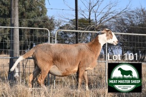 1X MEATMASTER Pregnant EWE FGF BOERDERY