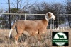 1X MEATMASTER Pregnant EWE FGF BOERDERY - 2