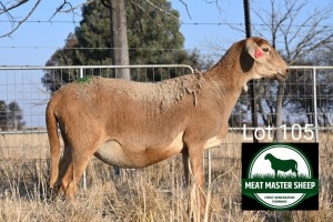 1X MEATMASTER Pregnant EWE FGF BOERDERY