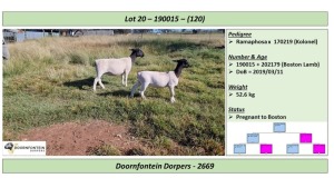 LOT 120 1 X DORPER OOI/EWE DOORNFONTEIN DORPERS STOET/STUD