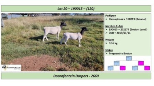 LOT 120 1 X DORPER OOI/EWE DOORNFONTEIN DORPERS STOET/STUD
