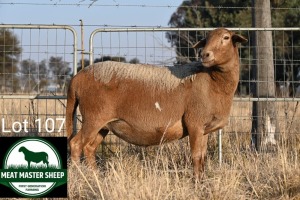 1X MEATMASTER Pregnant EWE FGF BOERDERY