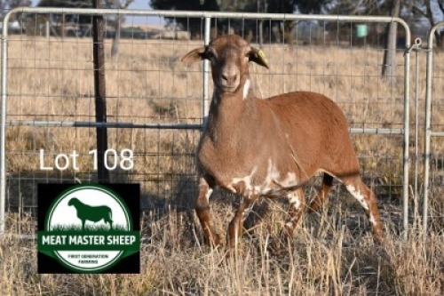 1X MEATMASTER EWE FGF BOERDERY