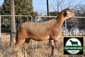 1X MEATMASTER EWE FGF BOERDERY