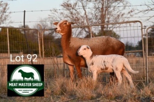 1+1X MEATMASTER EWE + LAMB FGF BOERDERY