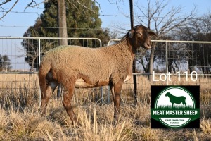 1X MEATMASTER EWE FGF BOERDERY