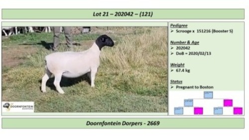 LOT 121 1 X DORPER OOI/EWE DOORNFONTEIN DORPERS T5