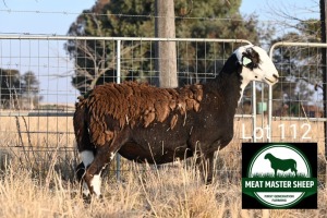 1X MEATMASTER Pregnant EWE FGF BOERDERY